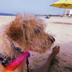 Meet your Posher, Daniela